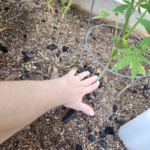 Clone 1 2024 growlog timeline photo