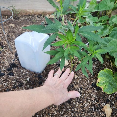 Clone 1 2024 growlog timeline photo