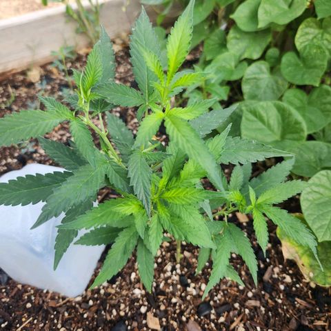 Clone 1 2024 growlog timeline photo