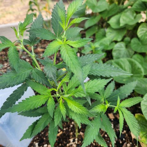 Clone 1 2024 growlog timeline photo