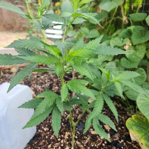 Clone 1 2024 growlog timeline photo