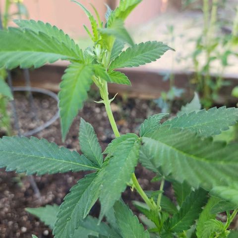Clone 1 2024 growlog timeline photo