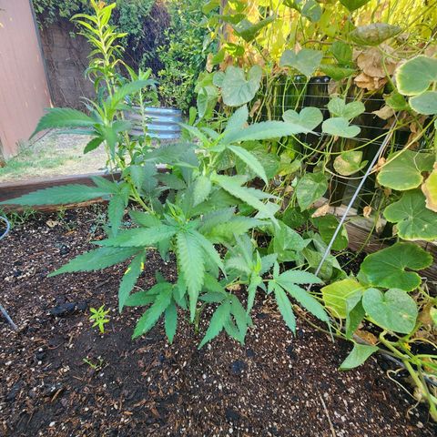 Clone 1 2024 growlog timeline photo