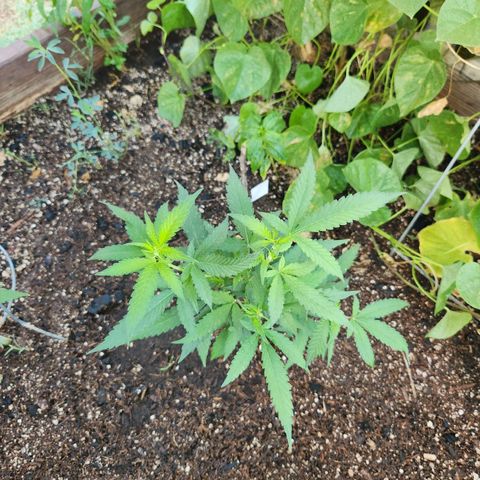 Clone 1 2024 growlog timeline photo