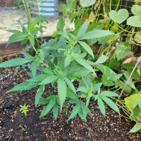 Clone 1 2024 growlog timeline photo