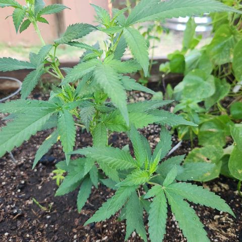 Clone 1 2024 growlog timeline photo