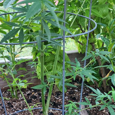 Clone 1 2024 growlog timeline photo