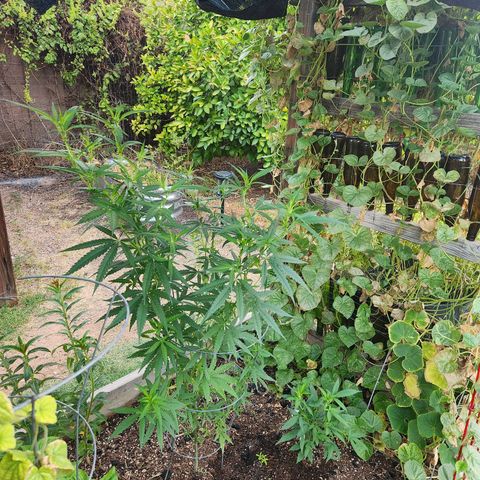 Clone 1 2024 growlog timeline photo