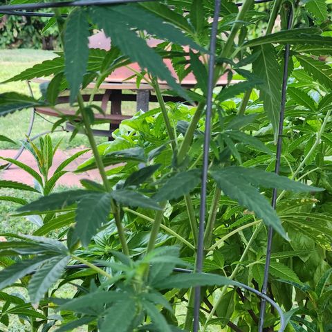 Clone 1 2024 growlog timeline photo