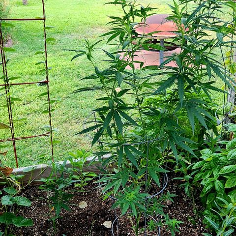 Clone 1 2024 growlog timeline photo