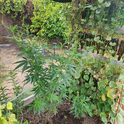 Clone 1 2024 growlog timeline photo