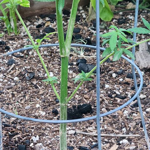 Clone 1 2024 growlog timeline photo