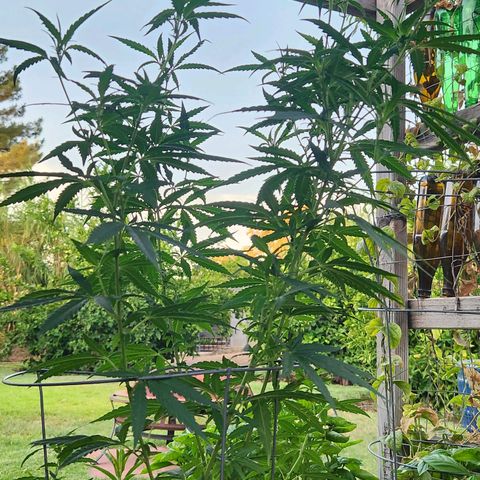 Clone 1 2024 growlog timeline photo