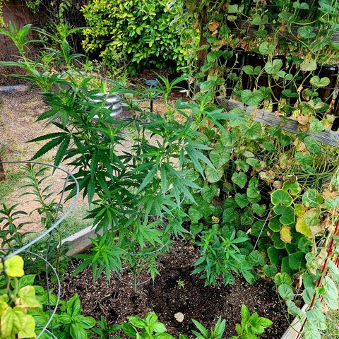 Clone 1 2024 growlog timeline photo