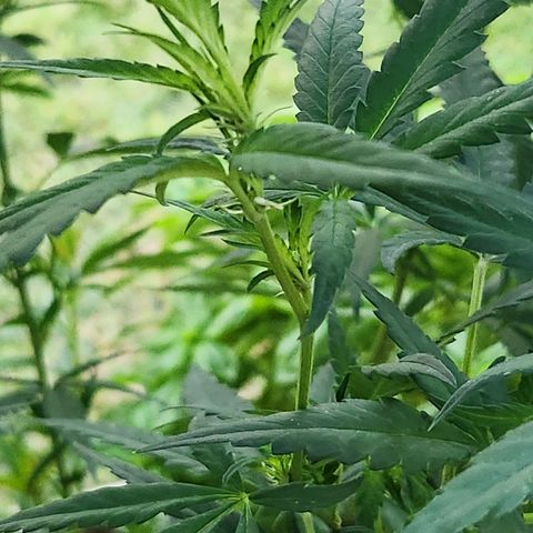 Clone 1 2024 growlog timeline photo