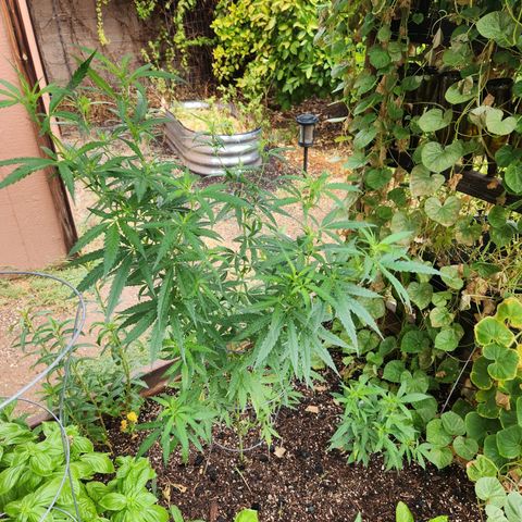Clone 1 2024 growlog photo: Rain this mor