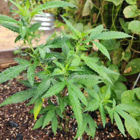 Clone 1 2024 growlog photo: Preflower