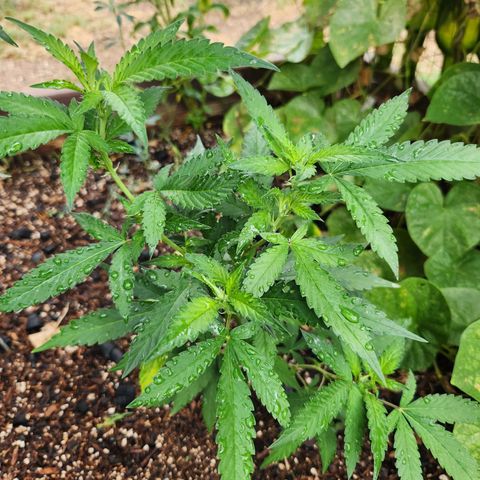 Clone 1 2024 growlog photo: Preflower