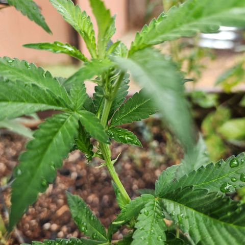 Clone 1 2024 growlog photo: Preflower