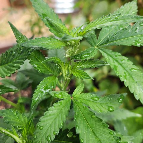 Clone 1 2024 growlog photo: Preflower