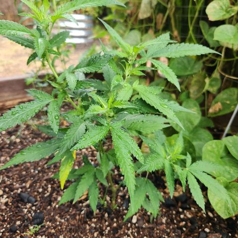 Clone 1 2024 growlog photo: Preflower