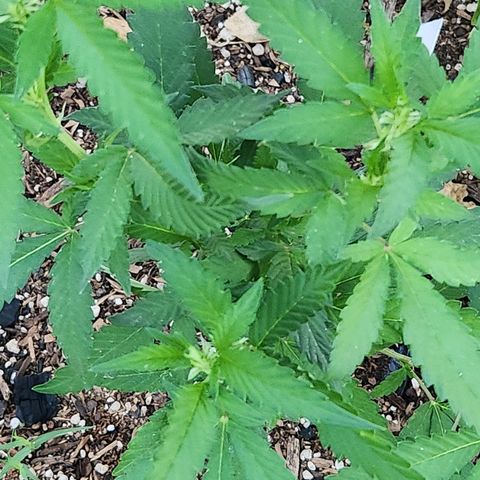 Clone 1 2024 growlog timeline photo