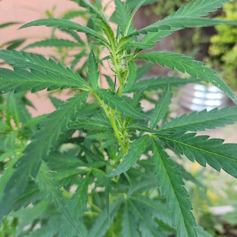 Clone 1 2024 growlog timeline photo