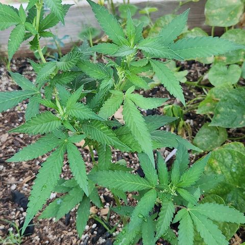 Clone 1 2024 growlog timeline photo