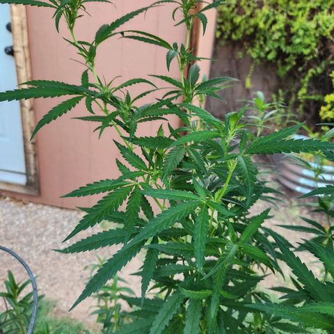 Clone 1 2024 growlog timeline photo
