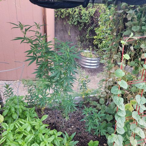 Clone 1 2024 growlog timeline photo