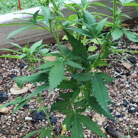Clone 1 2024 growlog timeline photo