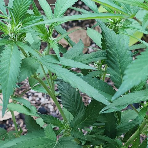 Clone 1 2024 growlog timeline photo