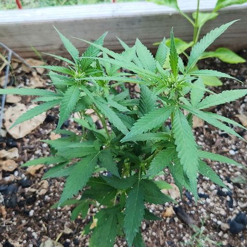 Clone 1 2024 growlog timeline photo