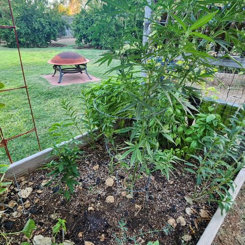 Clone 1 2024 growlog timeline photo