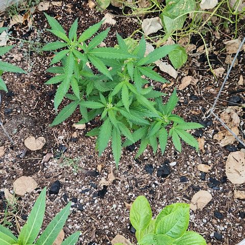 Clone 1 2024 growlog timeline photo