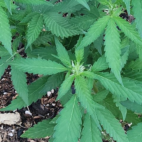 Clone 1 2024 growlog timeline photo