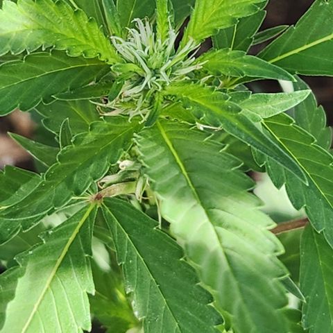 Clone 1 2024 growlog timeline photo