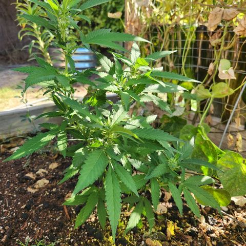 Clone 1 2024 growlog timeline photo