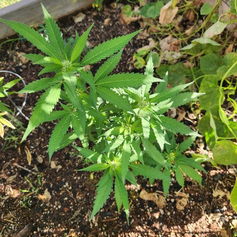 Clone 1 2024 growlog timeline photo