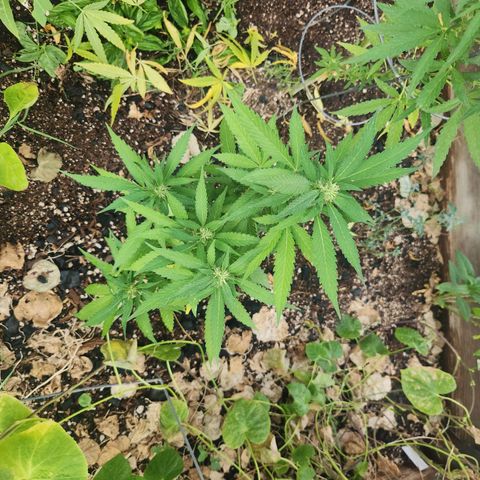 Clone 1 2024 growlog timeline photo