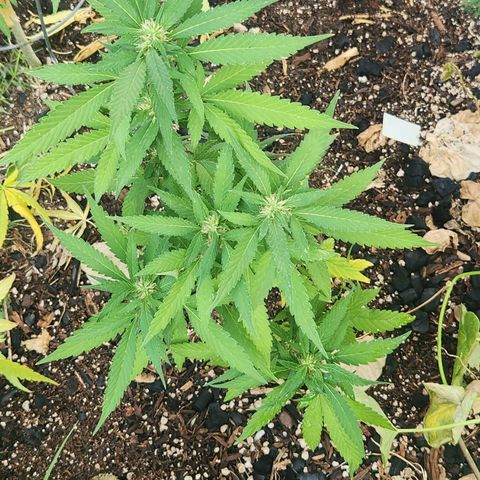 Clone 1 2024 growlog timeline photo