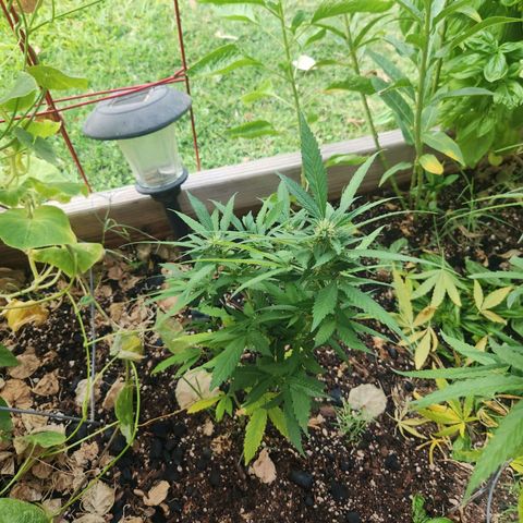 Clone 1 2024 growlog timeline photo