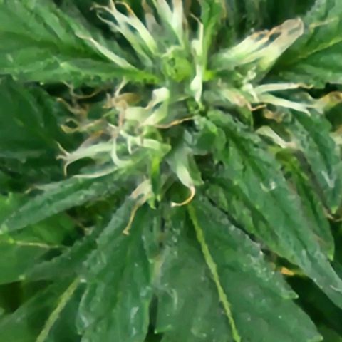 Clone 1 2024 growlog timeline photo