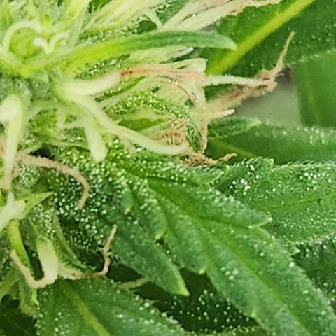 Clone 1 2024 growlog timeline photo
