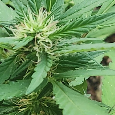 Clone 1 2024 growlog timeline photo