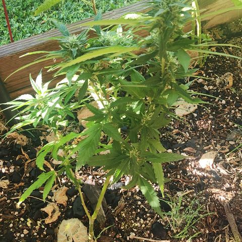 Clone 1 2024 growlog timeline photo