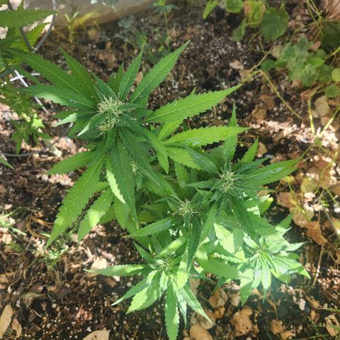 Clone 1 2024 growlog timeline photo