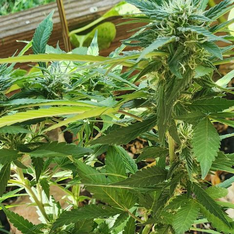 Clone 1 2024 growlog timeline photo