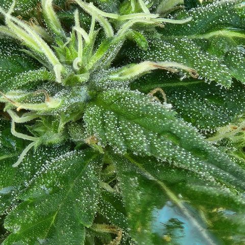 Clone 1 2024 growlog timeline photo