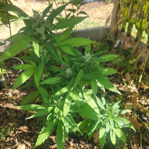Clone 1 2024 growlog timeline photo